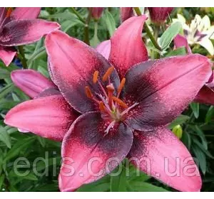 Лілія Purple Eye (Перпл ай) 1 цибулина 12/14 Лілія Purple Eye (Перпл ай) 1 цибулина 12/14