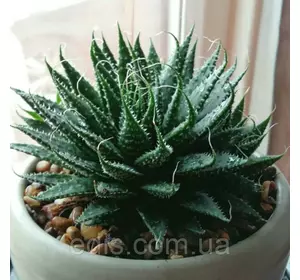 Алое остисте (Aloe aristata) Алое остисте (Aloe aristata)