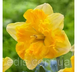 Нарцис розрізнокорончатий Gold Disk (Голд диск) 10/12 1 шт./уп. Нарцис розрізнокорончатий Gold Disk (Голд диск) 10/12 1 шт./уп.