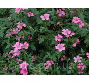 Герань альпійська Sanguineum Vision (Віжна) Герань альпійська Sanguineum Vision (Віжна)