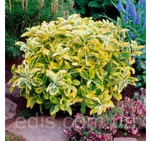 Бруслина Форчуна Emerald Gold у контейнері 2 л Бруслина Форчуна Emerald Gold у контейнері 2 л