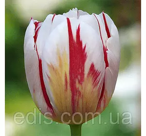 Тюльпан Тріумф Happy Generation 3 цибулинки Тюльпан Тріумф Happy Generation 3 цибулинки