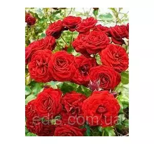 Троянда спрей Таманго Троянда спрей Таманго