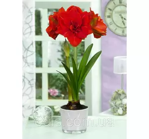 Гіппеаструм махровий Cherry Nymph (Черрі Німф ) 1 цибулина 24/26 Гіппеаструм махровий Cherry Nymph (Черрі Німф ) 1 цибулина 24/26