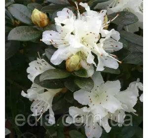 Рододендрон Cream Crest (азалія японська) у контейнері 3 роки Рододендрон Cream Crest (азалія японська) у контейнері 3 роки