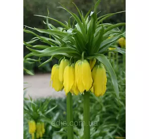 Рябчик імператорський Lutea (фрітіларія Царська корона Лутеа) 1 цибулина Рябчик імператорський Lutea (фрітіларія Царська корона Лутеа) 1 цибулина