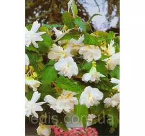 Бегонія бульбова Ампельна Біла, 1 бульба Бегонія бульбова Ампельна Біла, 1 бульба