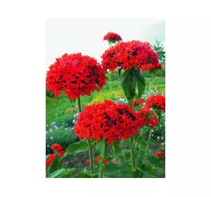 Ліхніс Холцедоніка (Зорька халцедонська), багаторічник, 0,1 г, насіння Яскрава Ліхніс Холцедоніка (Зорька халцедонська), багаторічник, 0,1 г, насіння Яскрава