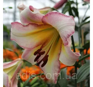 Лілія LO гібрид Beijing Moon 1 цибулина 12/14 Лілія LO гібрид Beijing Moon 1 цибулина 12/14