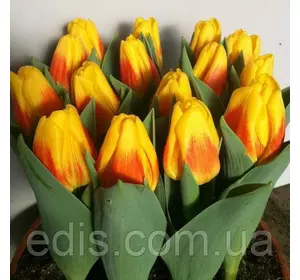 Тюльпан Тріумф Ice Lolly (Айс Лоллі) Низькорослий! 3 цибулинки Тюльпан Тріумф Ice Lolly (Айс Лоллі) Низькорослий! 3 цибулинки