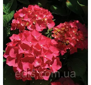 Гортензія Red Baron великолисткова у контейнері Гортензія Red Baron великолисткова у контейнері