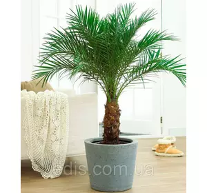 Пальма королівська 5 насінин, Яскрава PREMIUM Пальма королівська 5 насінин, Яскрава PREMIUM