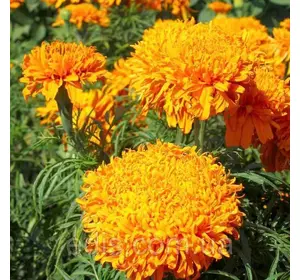 Чорнобривці високі гігантські Фантастік помаранчеві 0,3 г, насіння Яскрава Чорнобривці високі гігантські Фантастік помаранчеві 0,3 г, насіння Яскрава