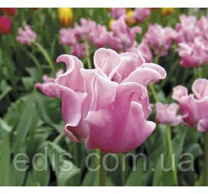 Тюльпан хвилястий Picture (Пікче), 3 цибулини Тюльпан хвилястий Picture (Пікче), 3 цибулини