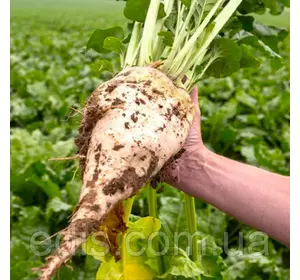 Буряк цукровий Козак 500 г, насіння Яскрава Буряк цукровий Козак 500 г, насіння Яскрава