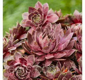 Молодило Simba Молодило Simba