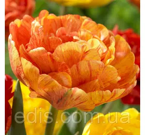 Тюльпан махровий Sunlover (Сан Лавер) 3 цибулини Тюльпан махровий Sunlover (Сан Лавер) 3 цибулини