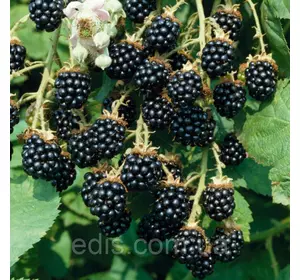 Ожина Смутстем (Smutsem) середньопізня Ожина Смутстем (Smutsem) середньопізня