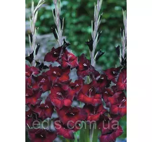 Гладіолус бамбіно Pescara (2 квітконоса) 3 шт./уп. Гладіолус бамбіно Pescara (2 квітконоса) 3 шт./уп.