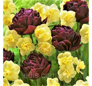 Набір цибулин квітів Шоколадно-золотий 6 цибулин (махрові тюльпани, нарциси мультифлора)) Набір цибулин квітів Шоколадно-золотий 6 цибулин (махрові тюльпани, нарциси мультифлора))