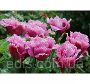 Тюльпан махровий Matchpoint (Матчпойнт ) оторочений 3 цибулинки Тюльпан махровий Matchpoint (Матчпойнт ) оторочений 3 цибулинки