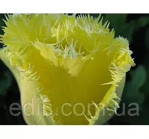 Тюльпан оторочений Royal Sphinx (Роял Сфінкс) 3 цибулини Тюльпан оторочений Royal Sphinx (Роял Сфінкс) 3 цибулини