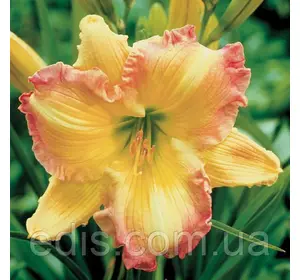 Лілейник Big Smile (Біг Смайл) Лілейник Big Smile (Біг Смайл)