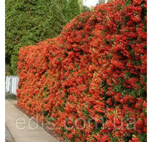 Піраканта Kuntayi у контейнері Піраканта Kuntayi у контейнері