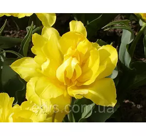 Тюльпан махровий ранній Monte Carlo 3 цибулинки Тюльпан махровий ранній Monte Carlo 3 цибулинки