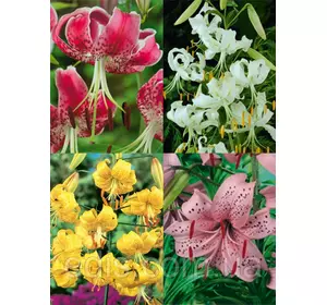 Лілії звисаючі суміш 5 шт./уп. Лілії звисаючі суміш 5 шт./уп.