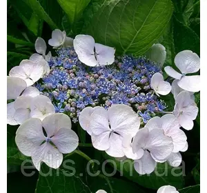 Гортензія Mariesii Grandiflora у контейнері Гортензія Mariesii Grandiflora у контейнері