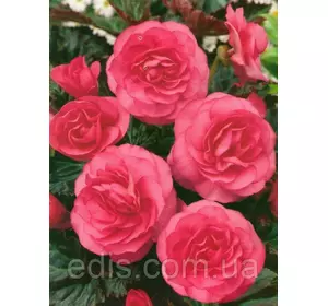 Бегонія бульбова махрова Рожева, 1 бульба Бегонія бульбова махрова Рожева, 1 бульба