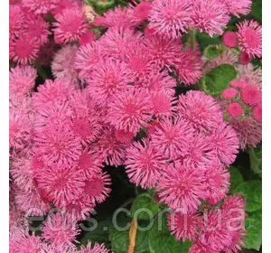 Агератум рожевий 0,1 г насіння Яскрава Агератум рожевий 0,1 г насіння Яскрава
