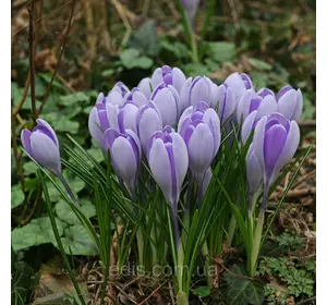 Крокус Великоквітковий Vanguard 5 цибулин Крокус Великоквітковий Vanguard 5 цибулин