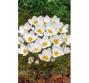Крокус Ботанічний Ard Schenk 5 цибулин Крокус Ботанічний Ard Schenk 5 цибулин