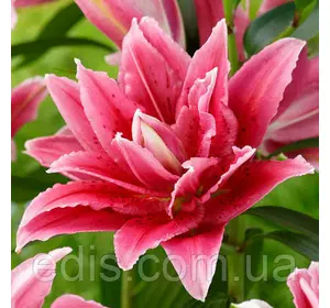 Лілія орієнтальна махрова Roselily Talissa (Роузлили Талисса) 1 цибулина 14/16 Лілія орієнтальна махрова Roselily Talissa (Роузлили Талисса) 1 цибулина 14/16