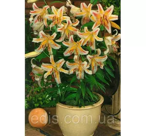 Лілія низькоросла Auratum (Ауратум) 1 цибулина 12/14 Лілія низькоросла Auratum (Ауратум) 1 цибулина 12/14