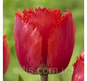 Тюльпан оторочений Red Wing (Ред уінг), 3 цибулини Тюльпан оторочений Red Wing (Ред уінг), 3 цибулини