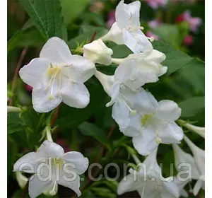 Вейгела Bristol Snowflake, саджанець Вейгела Bristol Snowflake, саджанець