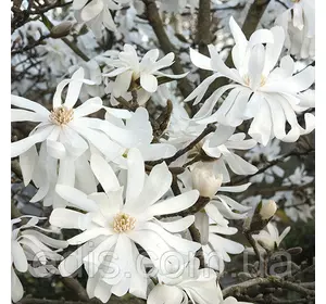 Магнолія Royal Star в контейнері 3 л. вік 3 р. Магнолія Royal Star в контейнері 3 л. вік 3 р.