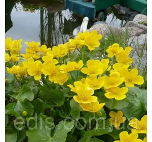 Калюжниця болотна Р9 Калюжниця болотна Р9