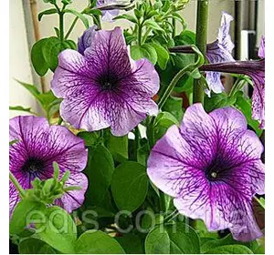 Петунія крупноквіткова Нора F1, 10 насінин-драже, серія PREMIUM ТМ Яскрава Петунія крупноквіткова Нора F1, 10 насінин-драже, серія PREMIUM ТМ Яскрава