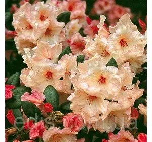 Рододендрон Virginia Richards Рододендрон Virginia Richards