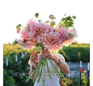 Жоржина гігантська Cafe au Lait Twist (Кафі О Лайт Твіст) Жоржина гігантська Cafe au Lait Twist (Кафі О Лайт Твіст)