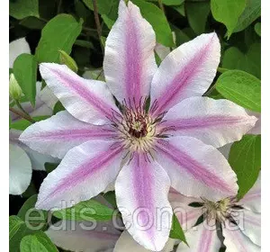 Клематис Nelly Moser (Неллі Мозер) Клематис Nelly Moser (Неллі Мозер)