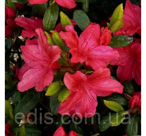 Рододендрон Vuyk's Scarlet (азалія японська) в контейнері Рододендрон Vuyk's Scarlet (азалія японська) в контейнері