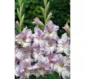 Гладіолус Lady Jane 3 шт./уп., великоквітковий Гладіолус Lady Jane 3 шт./уп., великоквітковий