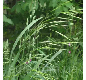Трава Вiвсяниця (Костриця) Очеретяна 1 кг Трава Вiвсяниця (Костриця) Очеретяна 1 кг