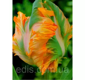 Тюльпан папуговий King Parrot 3 цибулинки Тюльпан папуговий King Parrot 3 цибулинки