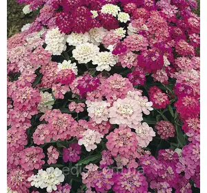 Іберіс суміш 1 г, (однорічник), насіння Яскрава Іберіс суміш 1 г, (однорічник), насіння Яскрава